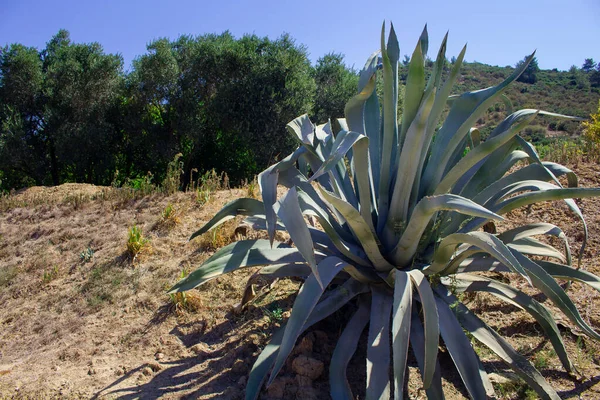 Grande Plante Succulente Aloe Vera Paysage Égéen Capturés Turquie Plantes — Photo