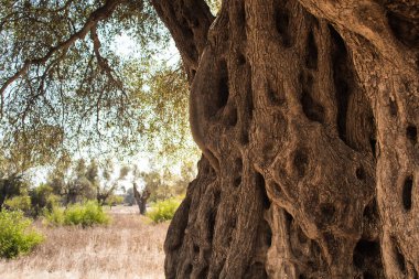 İzmir 'in Sigacik / Seferihisar ilçesindeki 1800 yıllık Ege zeytin ağacının görüntüsü. Ağaca yerel Türk halkı tarafından 