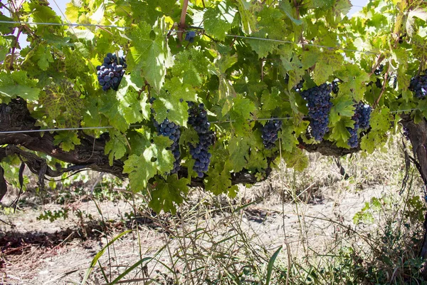 Vue Rapprochée Des Grappes Raisins Vignoble Égéen Situé Dans District — Photo