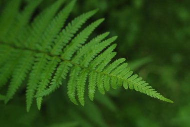 Fern yaprak su ile damla