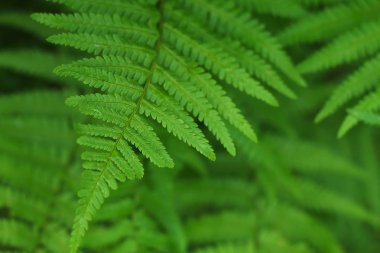 Fern yaprak su ile ile bulanık arka plan damla