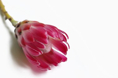 Single King Protea flower clipart