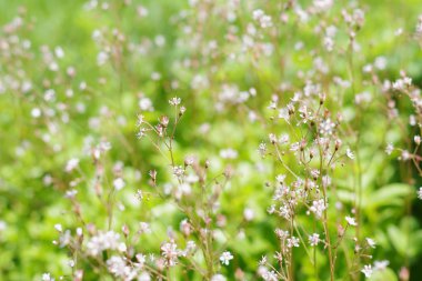 Birçok küçük çiçek çayır beyaz