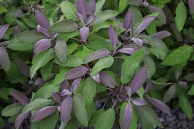 Bahar bitki adaçayı Bahçe