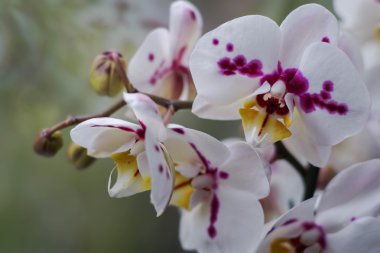 Beyaz Pembe noktalar orkide ile Şubesi