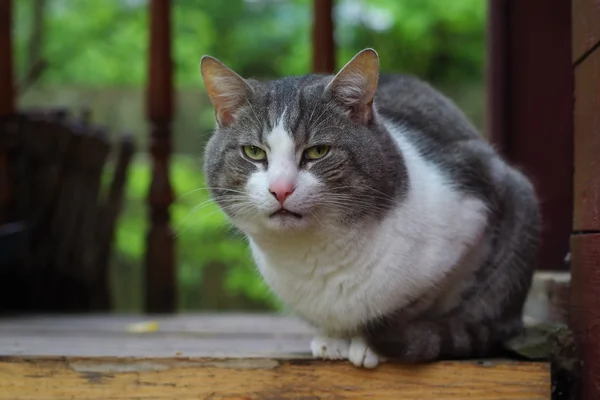 A white and grey cat — Stock Photo, Image