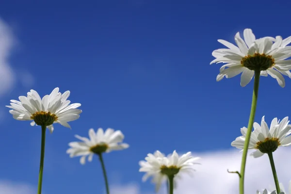 Close up white daisy chamomile flowers