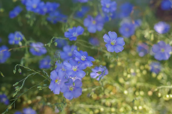 Льняные цветы, мягкий фокус. Linum falltatissimum — стоковое фото