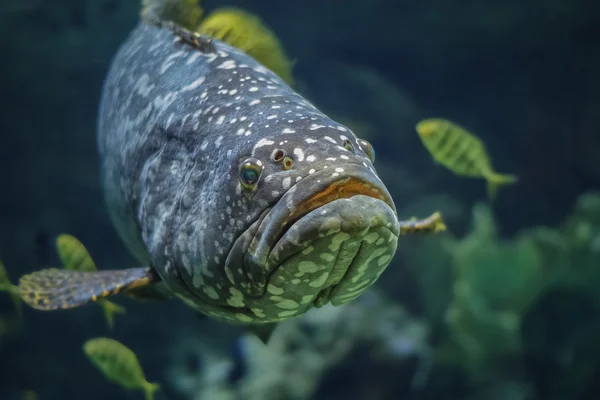 pictures of a grouper fish pictures of a grouper fish