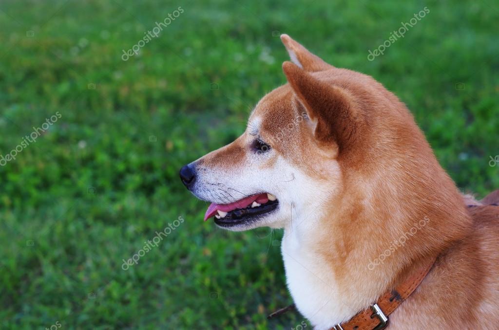 Shiba Inu Welpe Stockfoto Lena Chepelyaru 117541204