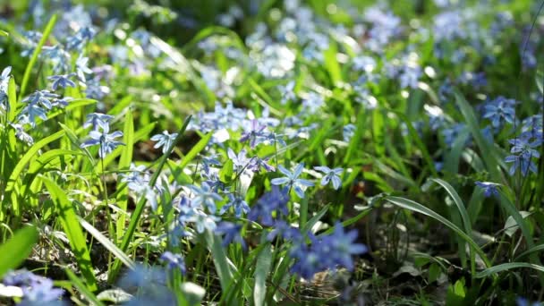 A Bluebells tavaszi erdő