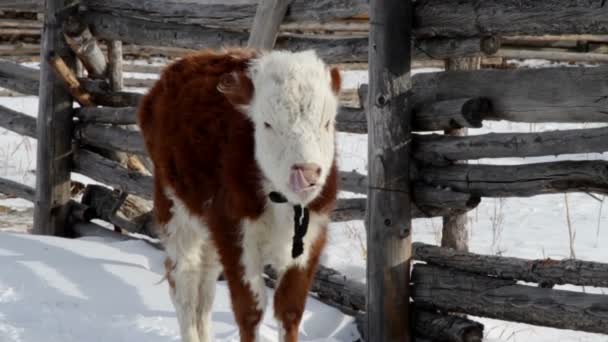 Brown With White Spots Hairy Calf Sayan Mountains Buryatia Siberia Russian Federation Stock Video C Actionstore