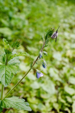 Bahar çiçeklerinin üzerinde dinlenen arı sinekleri, çayırlarda tozlaşmada ve böcek biyoçeşitliliğinde hayati bir rol oynamaktadır..