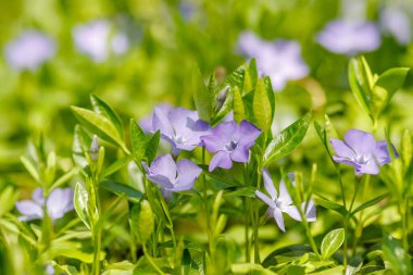 Periwinkle flowers Vinca minor blooming in spring with violet-blue petals and lush green leaves, commonly used as ground cover in gardens.
