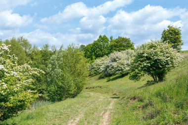 Yeşil tepeler boyunca kıvrılan çimenli yolu olan parlak bahar manzarası, çiçek açan beyaz ağaçlar, ve mavi gökyüzünün altında yumuşak bulutlarla dolu yemyeşil yapraklar..