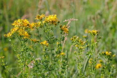 Sarı St Johns otlağında yetişen yabani otların yakından görüntüsü, güneşli yaz mevsiminde tıbbi bitki detaylarını gösteriyor..