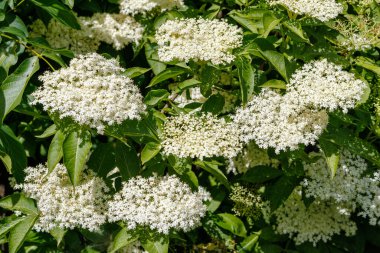 Mürver çiçekleri yeşil yapraklarla çevrili küçük beyaz çiçek kümeleriyle dolu. Güpegündüz yaşlı böğürtlen çalılığına yakın çekim.