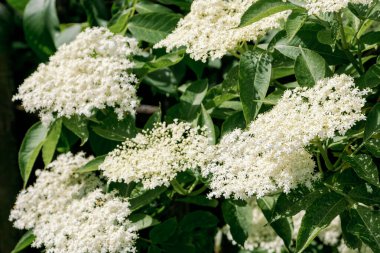 Beyaz yaşlı çiçek kümelerinin yakın çekimi yemyeşil çalılıklarda çiçek açıyor, ilkbaharda ya da yazın başında açık havada çekilmiş doğal ışık.