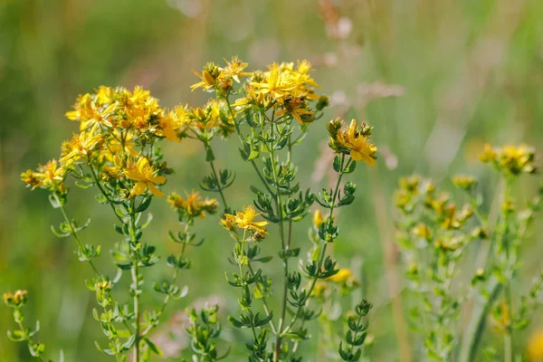 Sarı St Johns otlağında yetişen yabani otların yakından görüntüsü, güneşli yaz mevsiminde tıbbi bitki detaylarını gösteriyor..