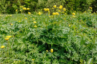 Yerçiçeği olarak da bilinen canlı sarı Trollius Avrupaeus çiçeklerinin yakın çekimi, yemyeşil bir çayırda vahşi bir şekilde büyüyor..