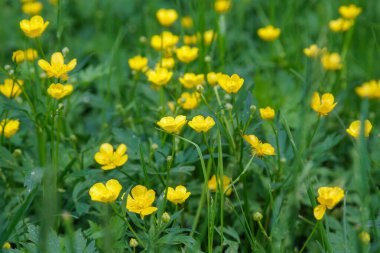 Parlak sarı çiçekleri yemyeşil çayırlarda açıyor, bahar mevsiminde doğayı, vahşi bitkileri ve canlı mevsimsel manzaraları yakalıyor..
