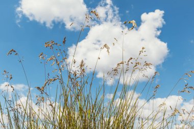 Mavi gökyüzü altında sallanan tohum başları ve kabarık beyaz bulutlar ile uzun yabani otların alçak açılı görüntüsü.