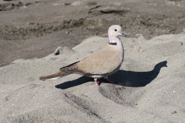 Gri sahilde güvercin