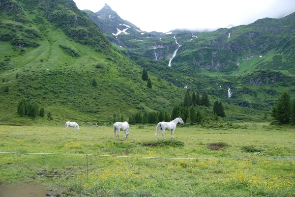 Fehér ló legeltetés az osztrák Alpokban — Stock Fotó