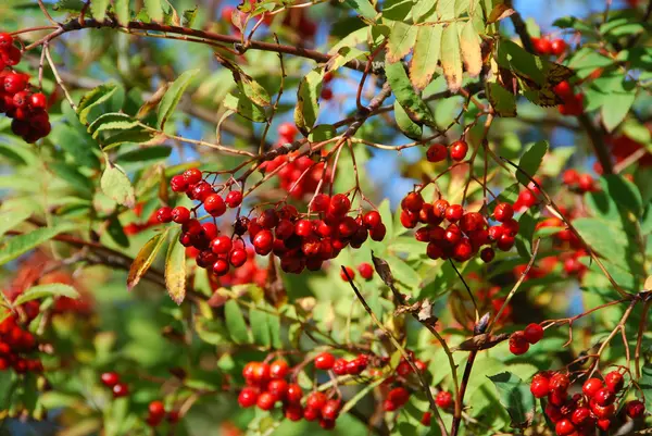 Güz rowanberries — Stok fotoğraf