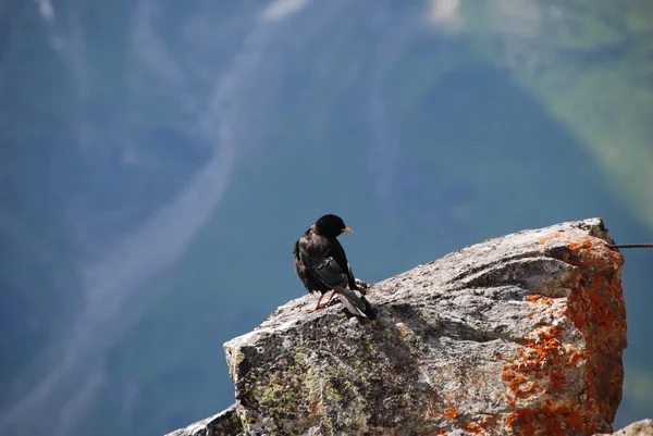 Chough alpin vivant en haute altitude dans les Alpes autrichiennes — Photo