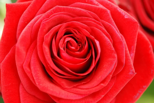 Red rose in macro view — Stock Photo, Image