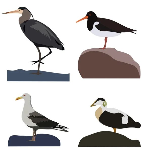 Set of sea birds — Stock Vector