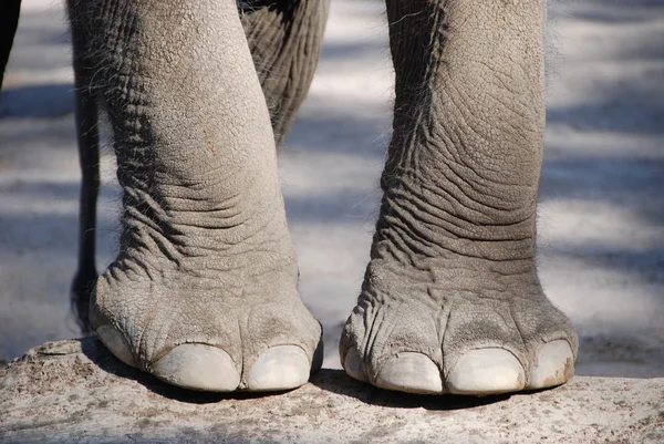 Pies de elefante en piel gris — Foto de Stock