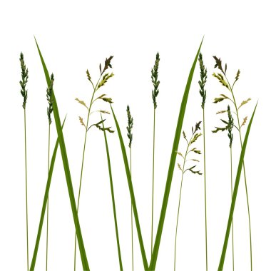 İzole Anti çimen poleni