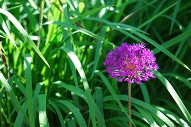 Allium çiçek yeşil arka plan