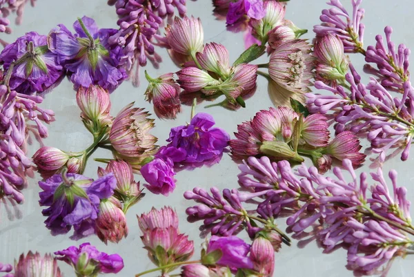 Fundo de flores rosa — Fotografia de Stock