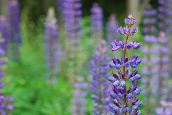 Fleur sauvage lupin — Photo