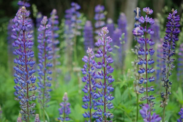 Achtergrond met vele lupine — Stockfoto