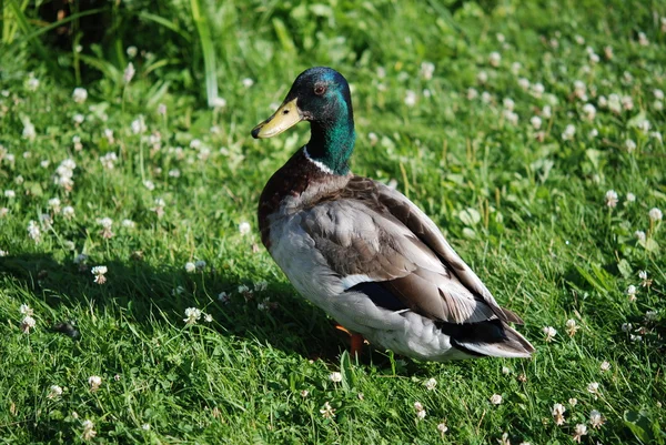 Mallard en la hierba — Foto de Stock