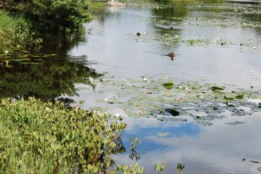 Bir ayna gibi parlak Pond