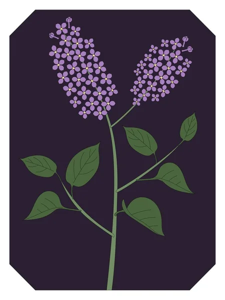 Fleur Lilas Violet Dans Jardin — Image vectorielle