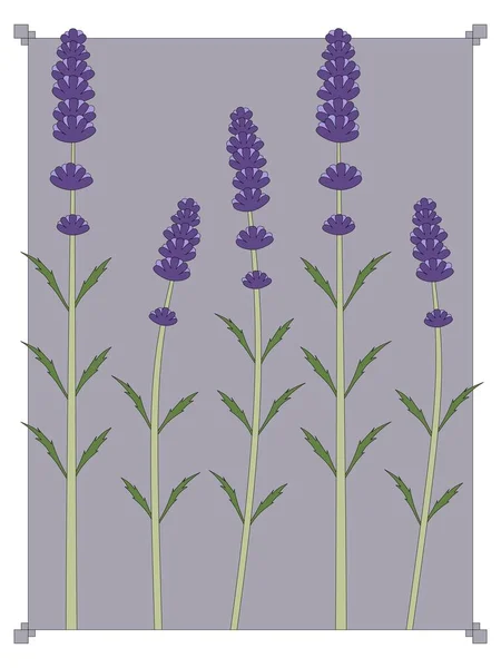 Lavande Violette Fleur Jardin — Image vectorielle