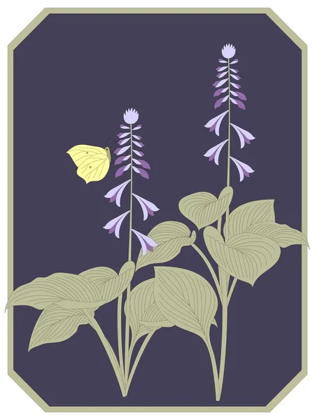 Hosta Funkia Fleur Été — Image vectorielle