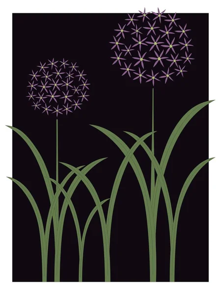 Allium Jardim Primavera Flor — Vetor de Stock