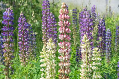 Yazın çok renkli lupin çiçekleri