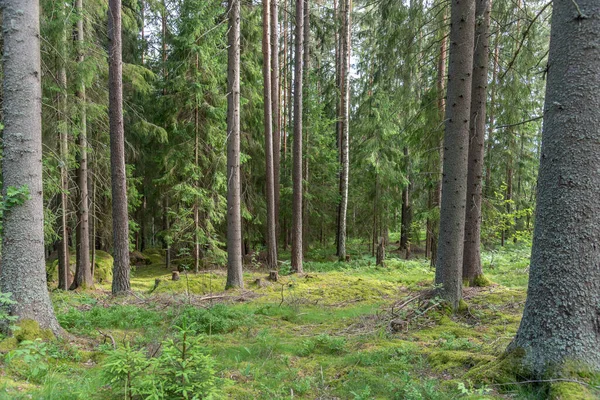 Δάσος Στη Dalarna Της Σουηδίας — Φωτογραφία Αρχείου