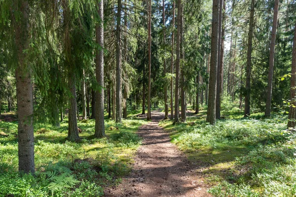 Διαδρομή Στο Σουηδικό Δάσος — Φωτογραφία Αρχείου