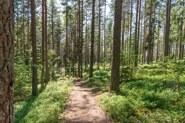 Καλοκαίρι Στο Σουηδικό Δάσος — Φωτογραφία Αρχείου