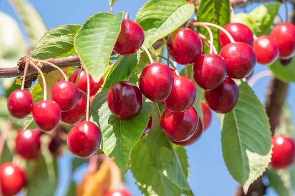 Yazın kırmızı kiraz.
