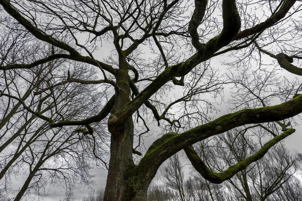 Árvore coberta de musgo na floresta — Fotografia de Stock
